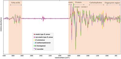Detection and Identification of Bacillus cereus, Bacillus cytotoxicus, Bacillus thuringiensis, <mark class="highlighted">Bacillus mycoides</mark> and Bacillus weihenstephanensis via Machine Learning Based FTIR Spectroscopy